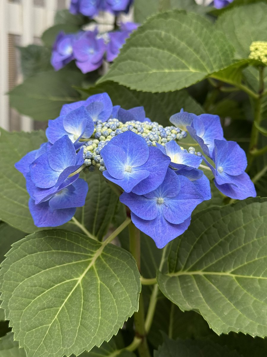 c_fn78's tweet photo. おはようございます。
季節は巡り、紫陽花が色付いてきました。
最近はいろいろな種類が有りますが、みんな素敵です。
良い日曜日をお過ごし下さい。
＃あじさい https://t.co/6hGSeptHt8