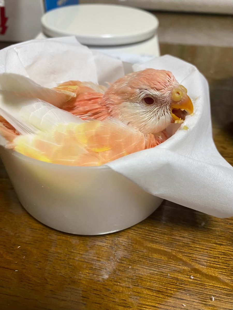 クロエ🐦@鳥垢 tweet media