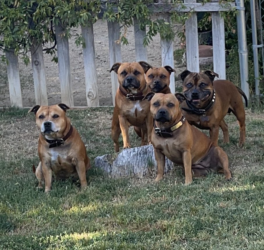 MyStaffords's tweet photo. I just love them so🧡MyStaffords are such great companions🧡
📱💩(phone dump)
A day in their life…
#Staffordshirebullterrier #iheartmystaffords #housejudael #ejedpups https://t.co/P5m0Y0W76P