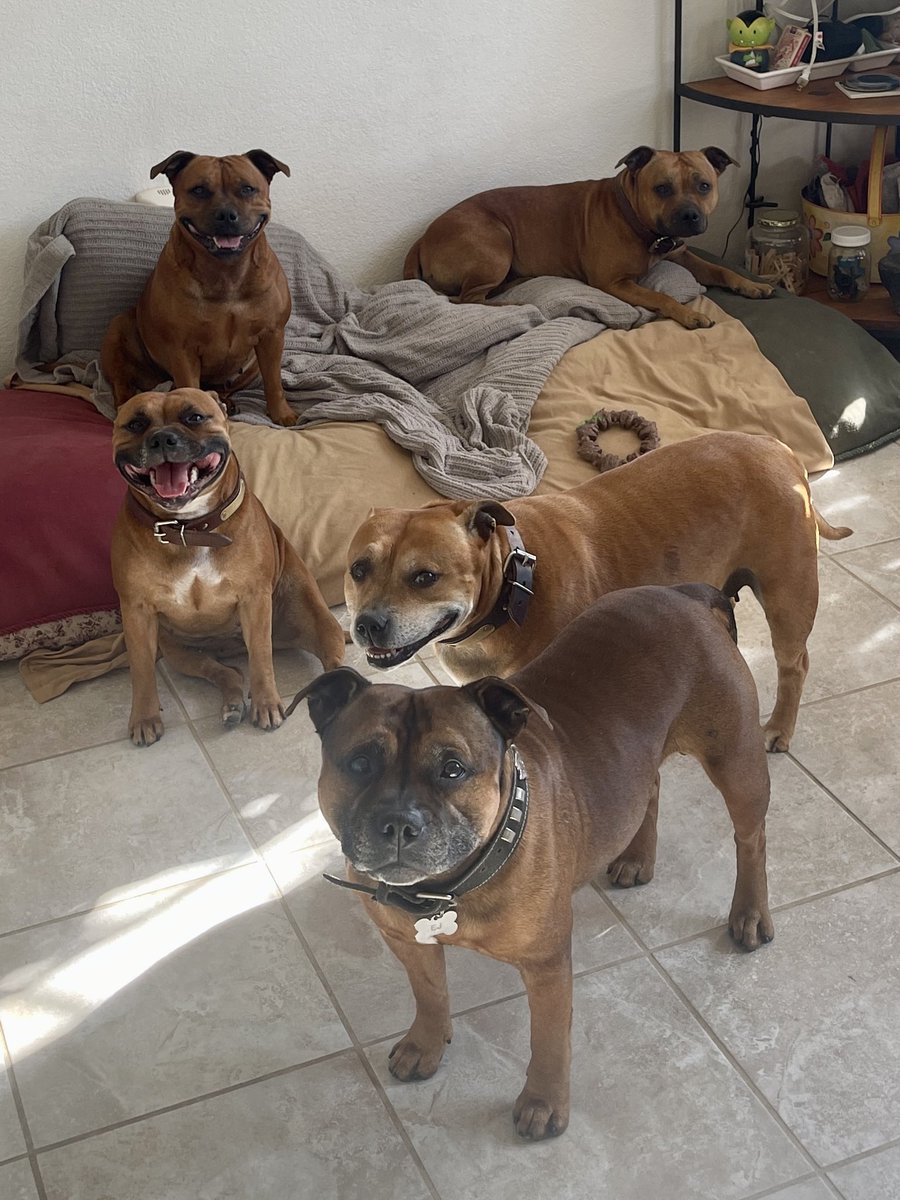 MyStaffords's tweet photo. I just love them so🧡MyStaffords are such great companions🧡
📱💩(phone dump)
A day in their life…
#Staffordshirebullterrier #iheartmystaffords #housejudael #ejedpups https://t.co/P5m0Y0W76P