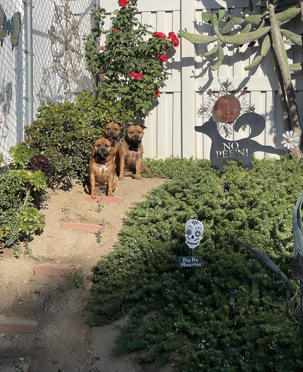 MyStaffords's tweet photo. I just love them so🧡MyStaffords are such great companions🧡
📱💩(phone dump)
A day in their life…
#Staffordshirebullterrier #iheartmystaffords #housejudael #ejedpups https://t.co/P5m0Y0W76P