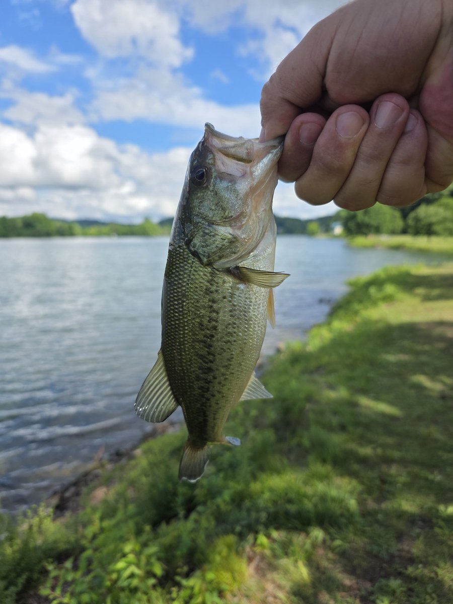 TheGooseeReport's tweet photo. Catches of the day bank fishing #fishing #bankfishing #bass https://t.co/sFkDSgC95y