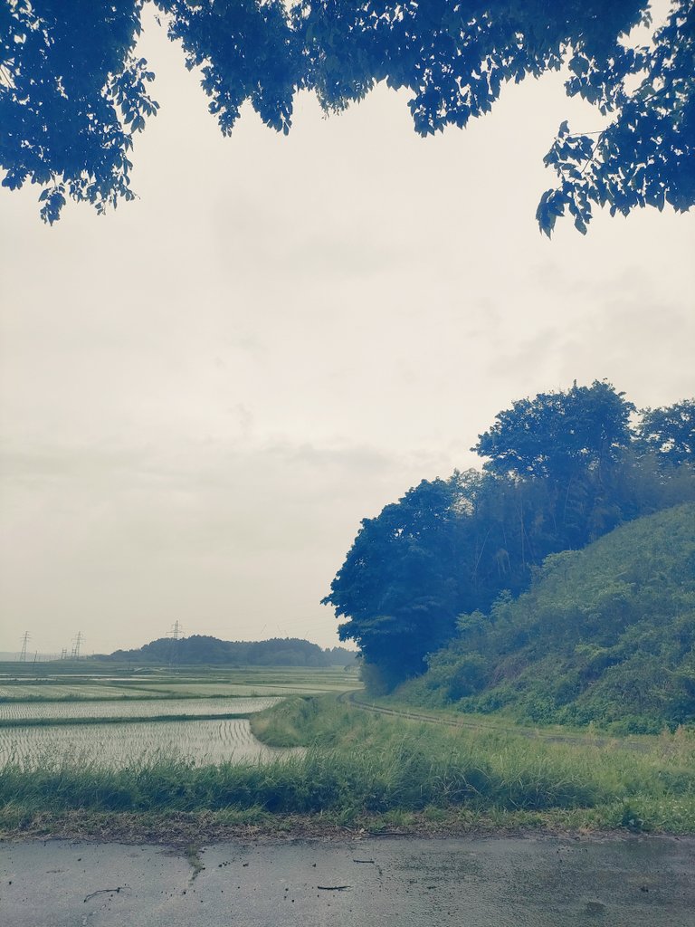 Side80Need's tweet photo. 日曜早朝ップン🌧️
なんで傘持って出発しないかな😑
けやきの下で雨宿り🌳
#STEPN  #STEPNactivationcode 33302962 https://t.co/B5Yqd0RfQh