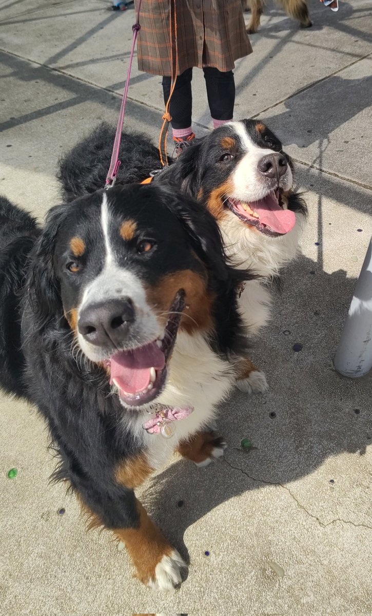 coco_bmd's tweet photo. 犬の表情はとても豊かだから感受性もとても豊かなのだと思います
感受性が豊かだと傷つきやすいし心も疲れやすい
のんきそうに見えるけどその辺は気を使ってあげないとね https://t.co/AksJTnNrKg