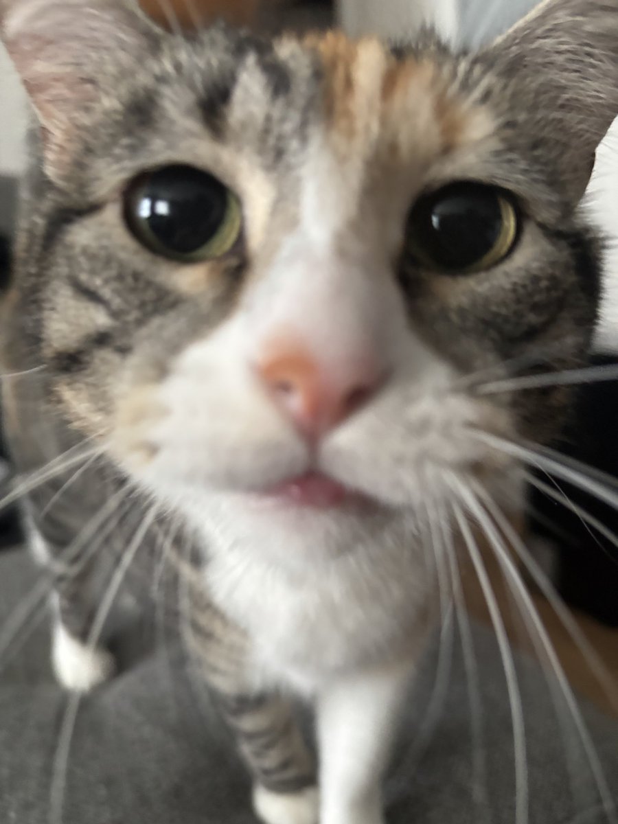 xiusdays's tweet photo. we’ve had this girl for a year today!!! https://t.co/aHCQlFLxqe