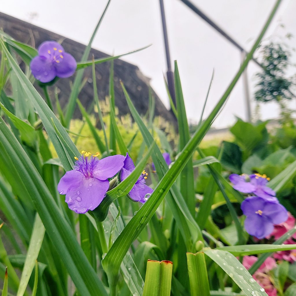 daisen8104's tweet photo. おはようございます。只今の郡山市曇り☁️ 気温14℃🌡️ 連日の雨に促されてか店先の紫露草が咲き始めました🪻花言葉は「ひとときの幸せ」「尊敬しています」。 皆さん今日も一日ご安全にお過ごし下さい🎵 👨‍🍳 #紫露草
#ムラサキツユクサ #全開朝撮  #空ネット #シェア天 #福の空 #イマソラ #福島撮影隊 https://t.co/jsoMwNTXTS