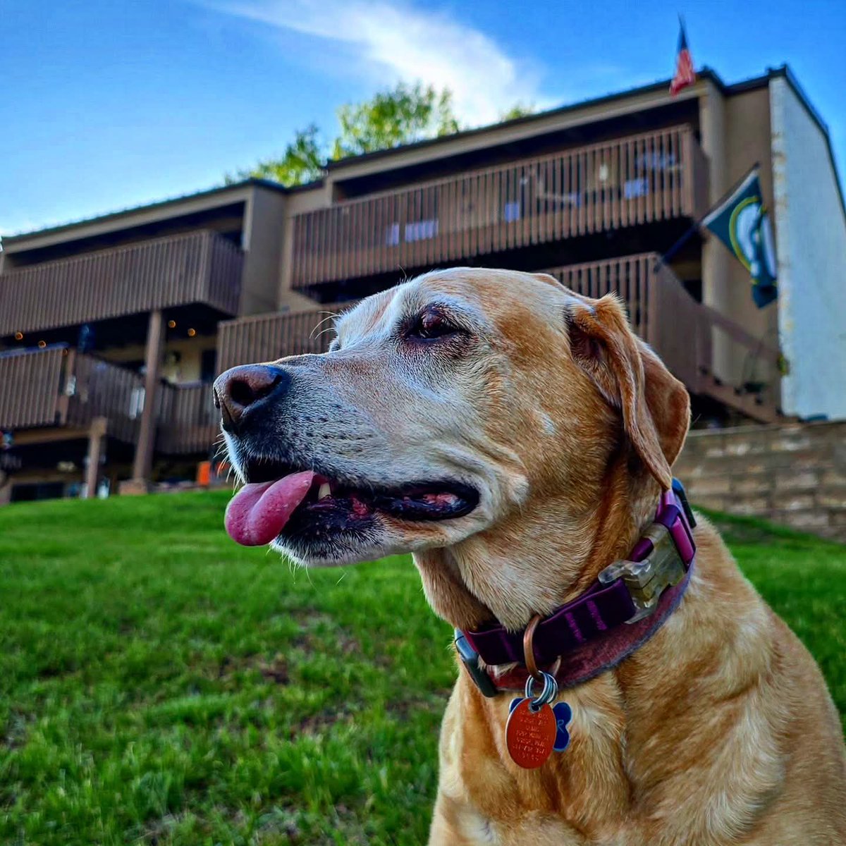 RedDirtCyclone's tweet photo. This girl has been a lake dog since 2015. The best friend a guy could ever ask for. https://t.co/zj4DH3yoq5