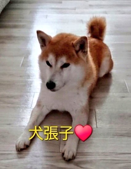 Bunkyodohira's tweet photo. こんにちは⛅文教堂平岸店の
しばてんちょうですよ🐶

🐾犬張子　です🐕️

可愛い犬張子たち🐶
どれが当たるかはお楽しみです♥️

他にも色々楽しいミニチュア
揃ってます🐕️

ご来店お待ちしてますね🐕️🎵

#文教堂平岸店　#しばてんちょう
#犬張子 https://t.co/oDNJl3ZHVm