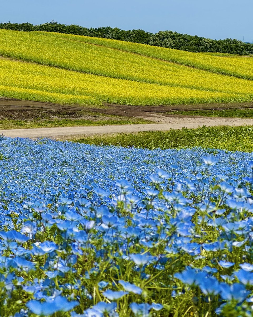 あおい【仙台宮城グルメ・観光🌈】 tweet media
