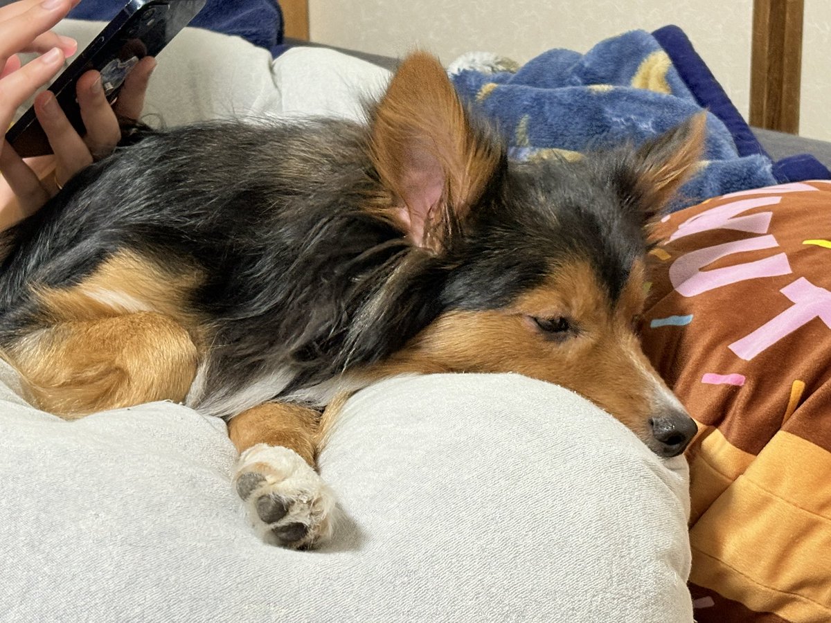 Opera0929's tweet photo. 布団埋もれ犬 https://t.co/grfYwH42wS