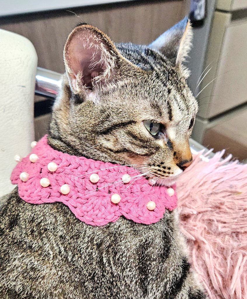 catsfamily tweet media