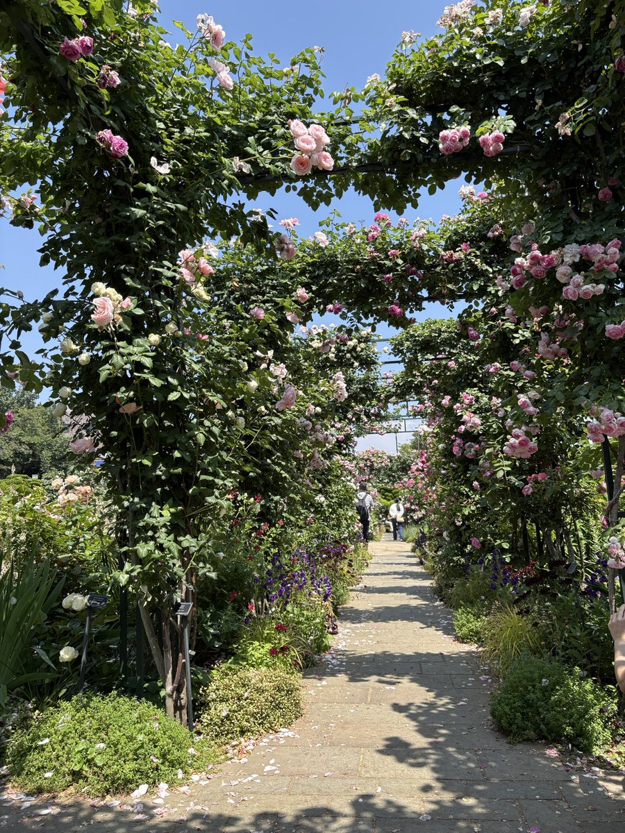 0604vox's tweet photo. No.2 港の見える丘公園　バラ園編
※撮影日2026/5/16 https://t.co/zQLHkdCkWI