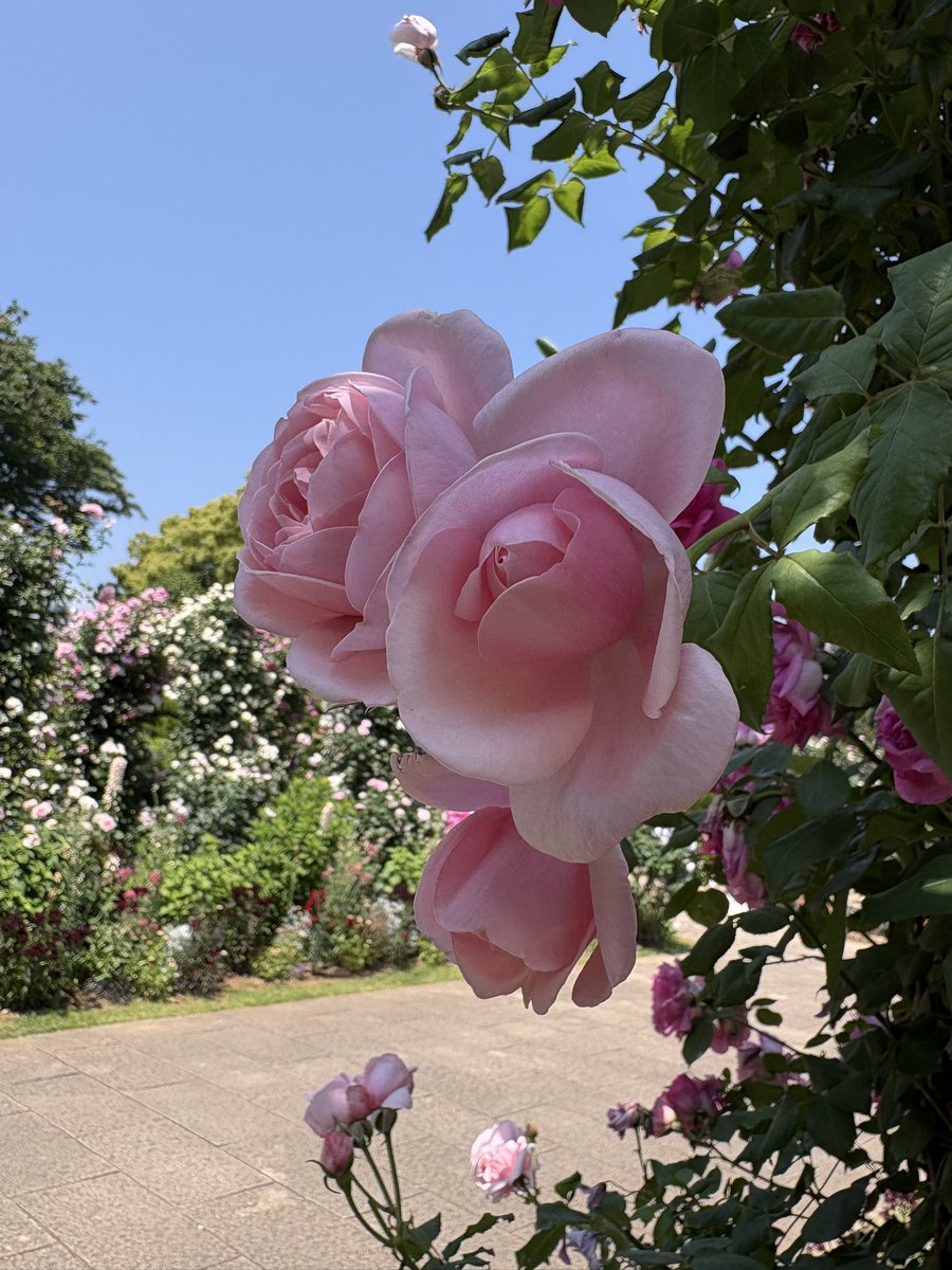 0604vox's tweet photo. No.2 港の見える丘公園　バラ園編
※撮影日2026/5/16 https://t.co/zQLHkdCkWI
