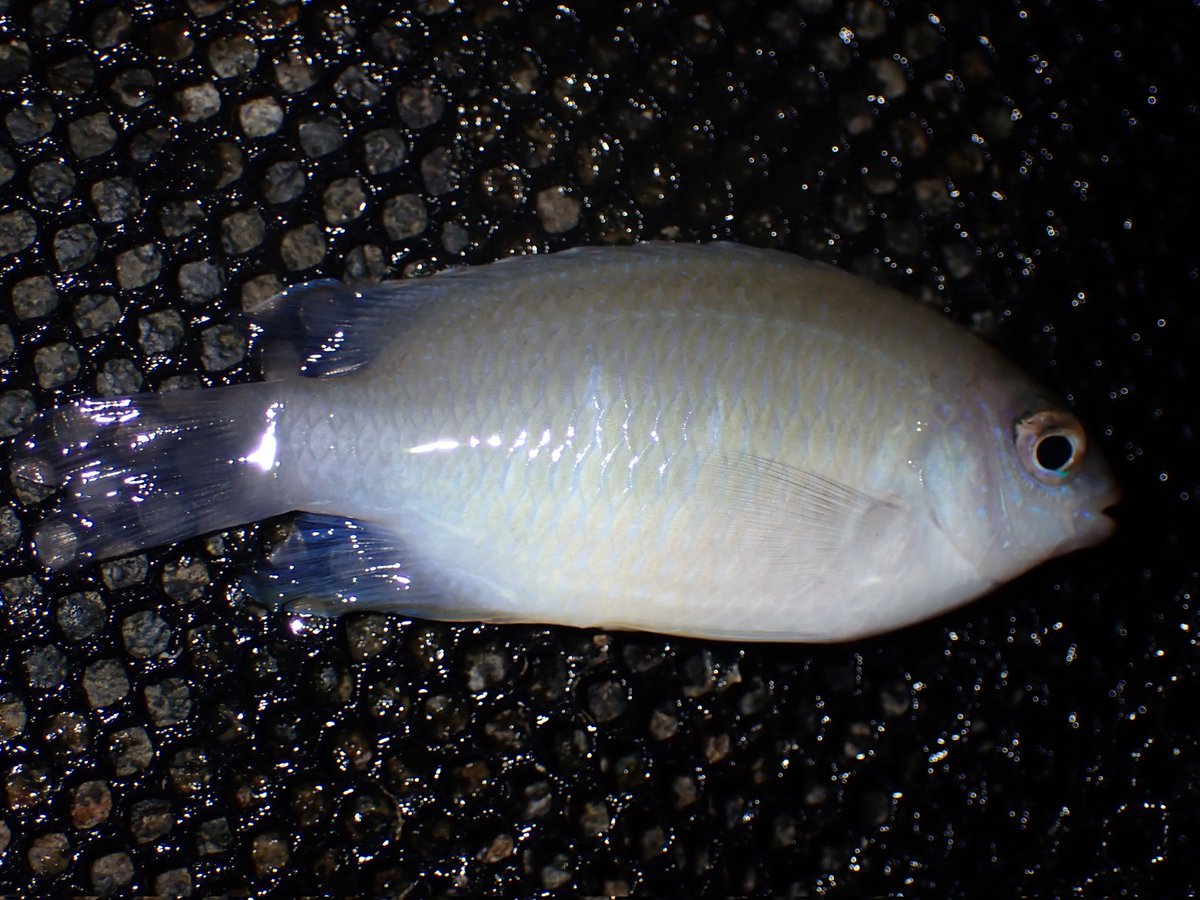 Zaccoparva's tweet photo. ネズスズメダイ（成魚）
ネズスズメダイと思われるスズメダイの成魚。サンゴ礁のごく浅い場所で見られた。
本種は性転換しない雌雄異体の種と考えられていたが、研究によって雌性先熟型の性転換を起こす可能性が示されている。
#魚 #海水魚 #スズメダイ科 https://t.co/A0HPmo1QUr