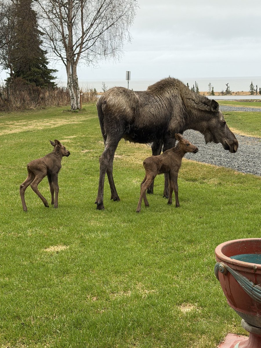 huli30118's tweet photo. Momma brought her day old calves. https://t.co/NwdQ5ruCqB