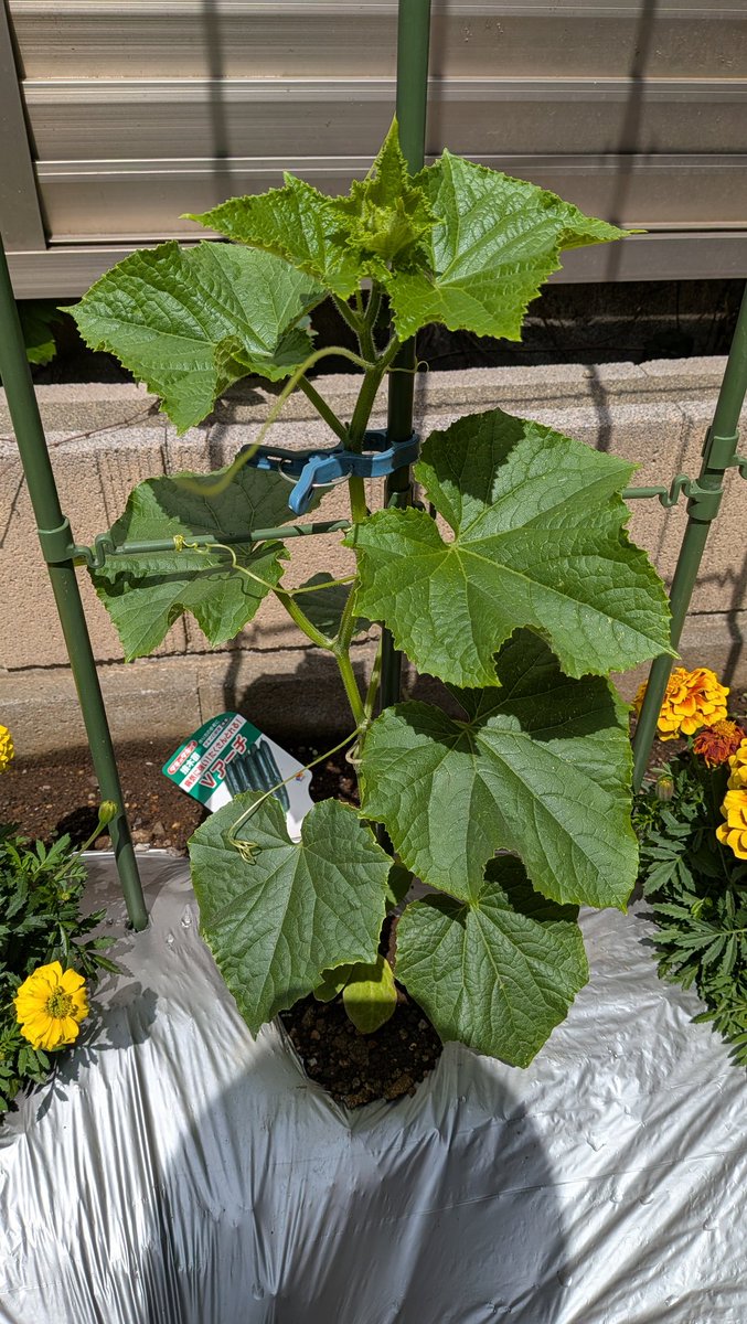 aokyu's tweet photo. キュウリ🥒 + センチュウ対策マリーゴールド🌼 https://t.co/R491h0Pk06
