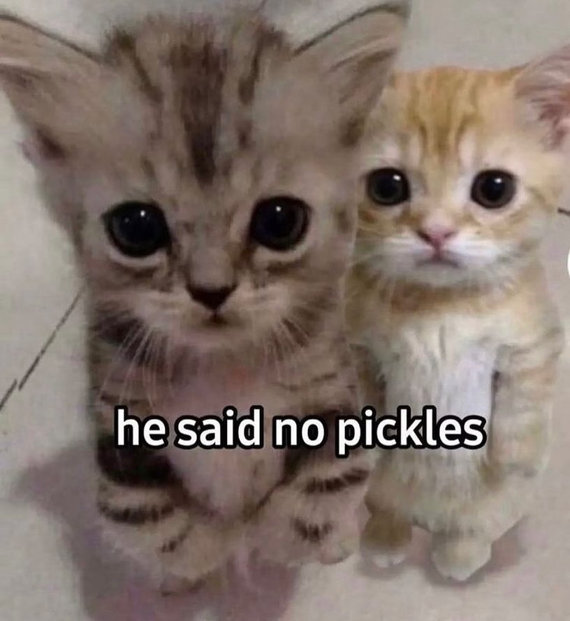 Punch Cat tweet media
