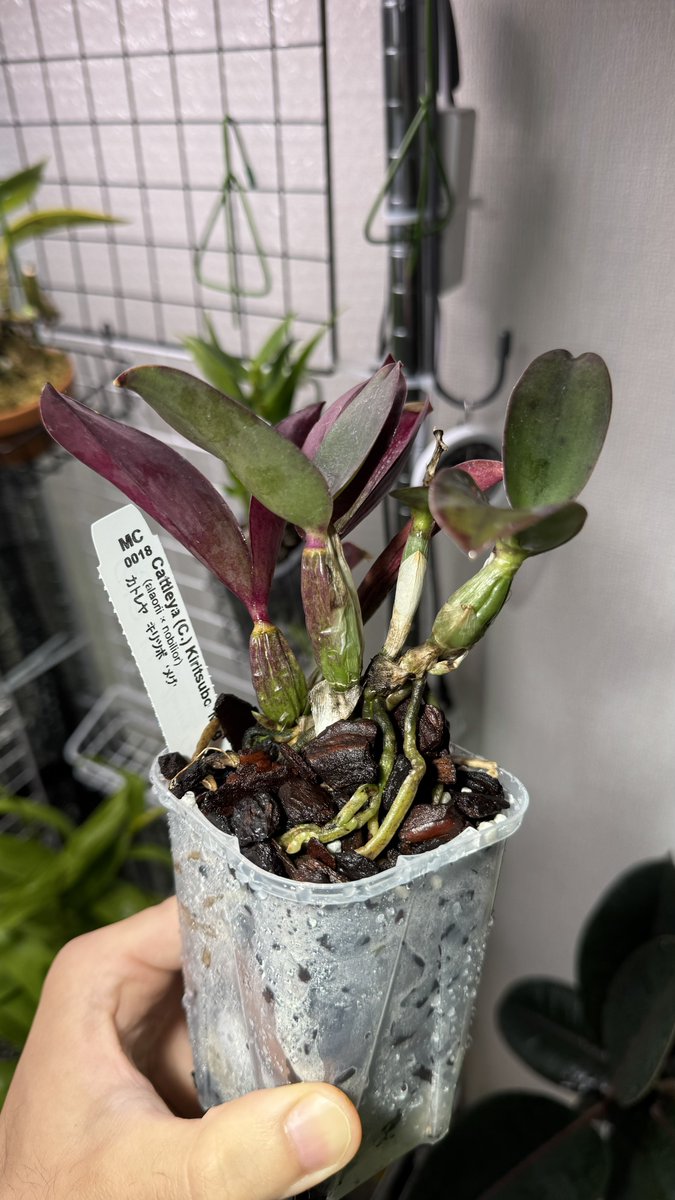 kosorcd_p's tweet photo. おいおい、キリツボ、そっちから新芽出すんかい https://t.co/t59GKKDPLK