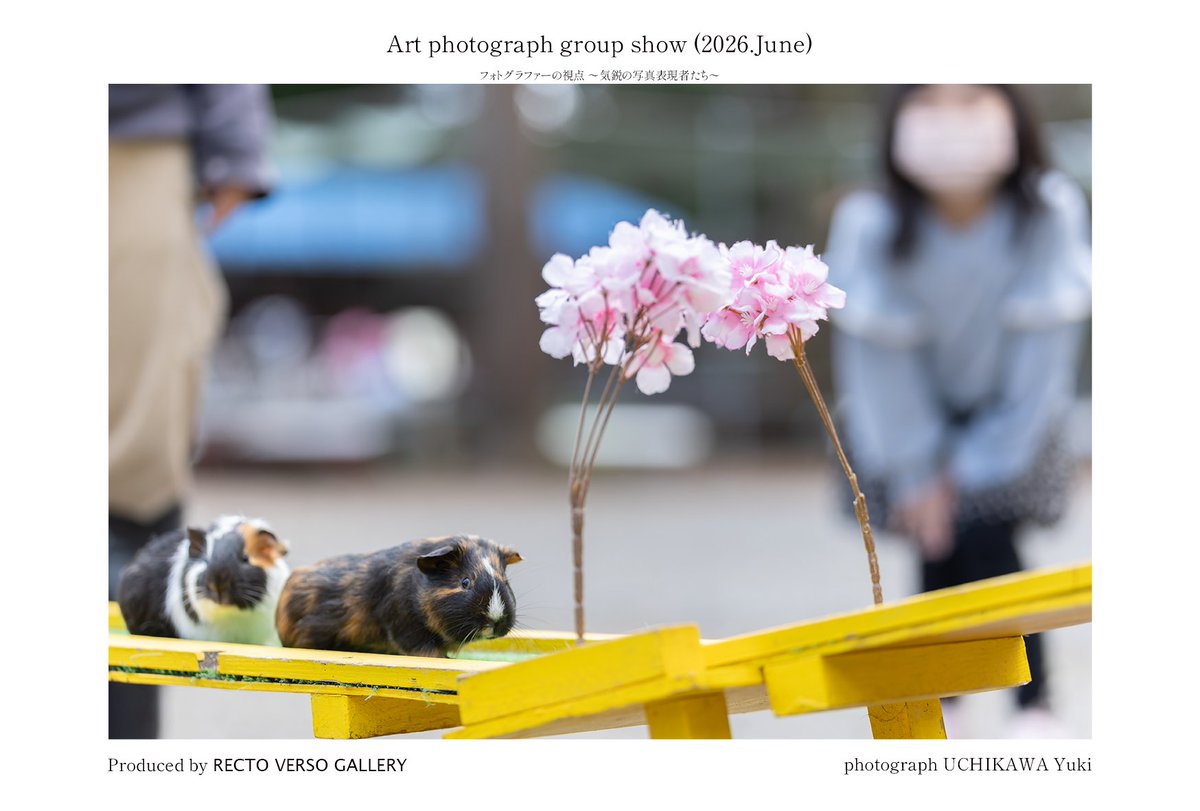 uchikawaphoto's tweet photo. 【ご報告】
この度ご縁がありグループ展に出展する運びとなりました。大好きな智光山で撮影した写真を展示予定です。お時間に余裕がございましたら、ぜひ足をお運びいただけますと幸いです。

＜会期＞
 2026年6月2日（火）～ 6月6日（土） 
※詳細は画像を参照ください。 https://t.co/2hDL9HH6fW https://t.co/ReYMMmMyUe
