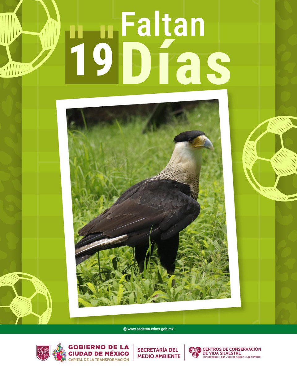 Centros de Conservación de Vida Silvestre CDMX tweet media