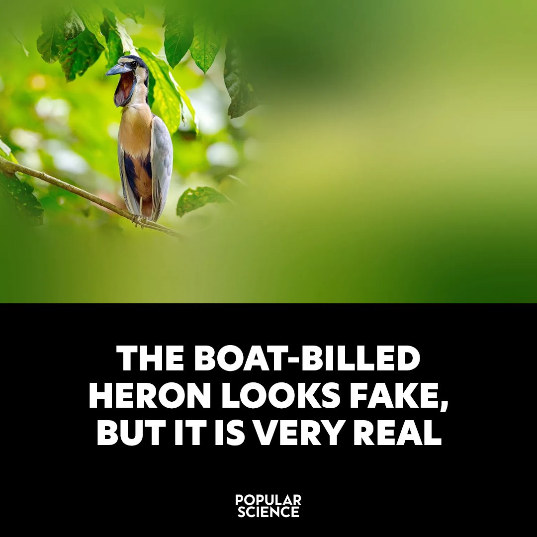 Popular Science tweet media