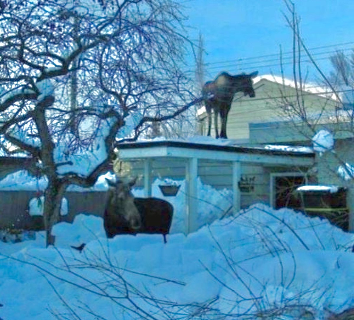 moose tweet media