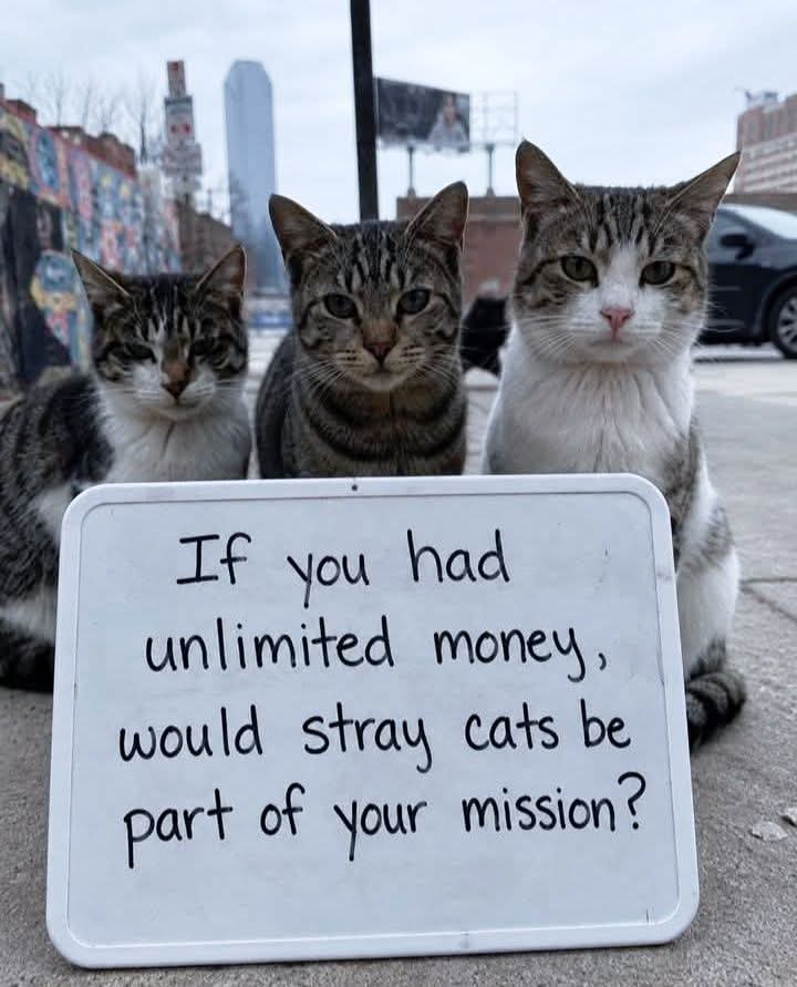 Kristinartz's tweet photo. Not every dream car or mansion could make me happier than seeing stray cats finally safe and loved... ❤️🐾 https://t.co/s34XZTup0s