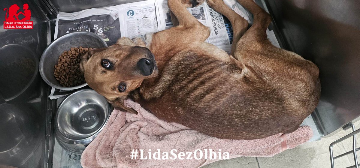 Lida sez. Olbia ODV tweet media