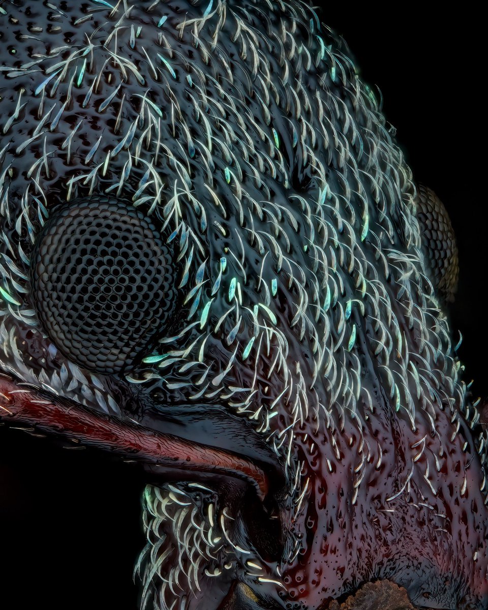 sagaOptics's tweet photo. Weevil 🥰 https://t.co/yrE7nszMow