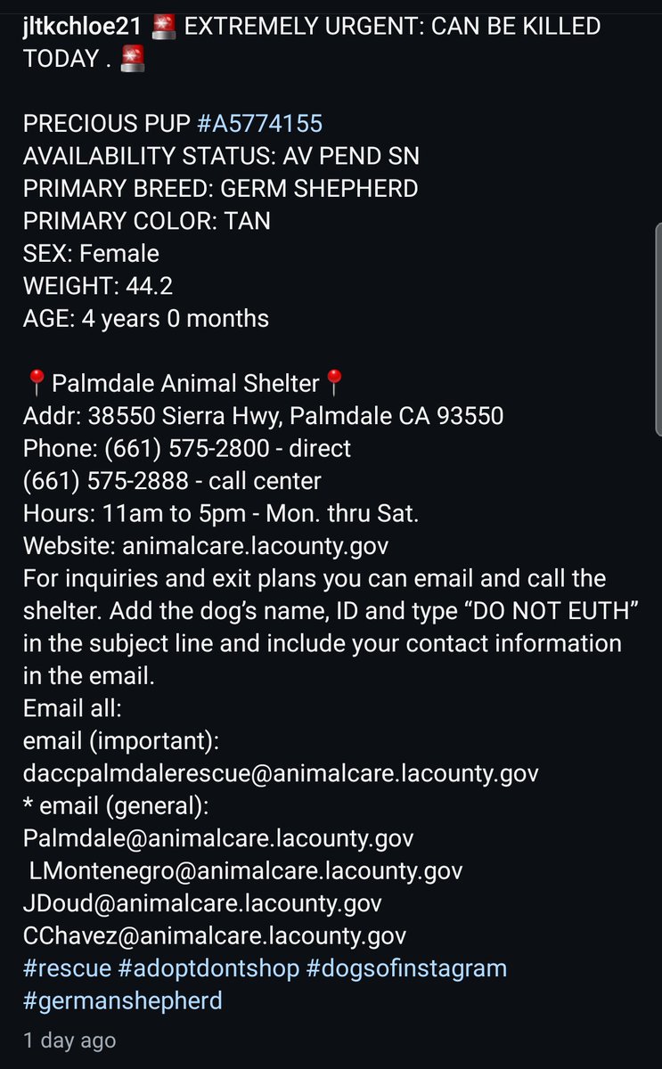 Foster a shelterpet at ZERO COST🐾 tweet media