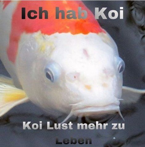 M4GGIIIgesperrt's tweet photo. Koi lust mehr https://t.co/5bjZw55L1H