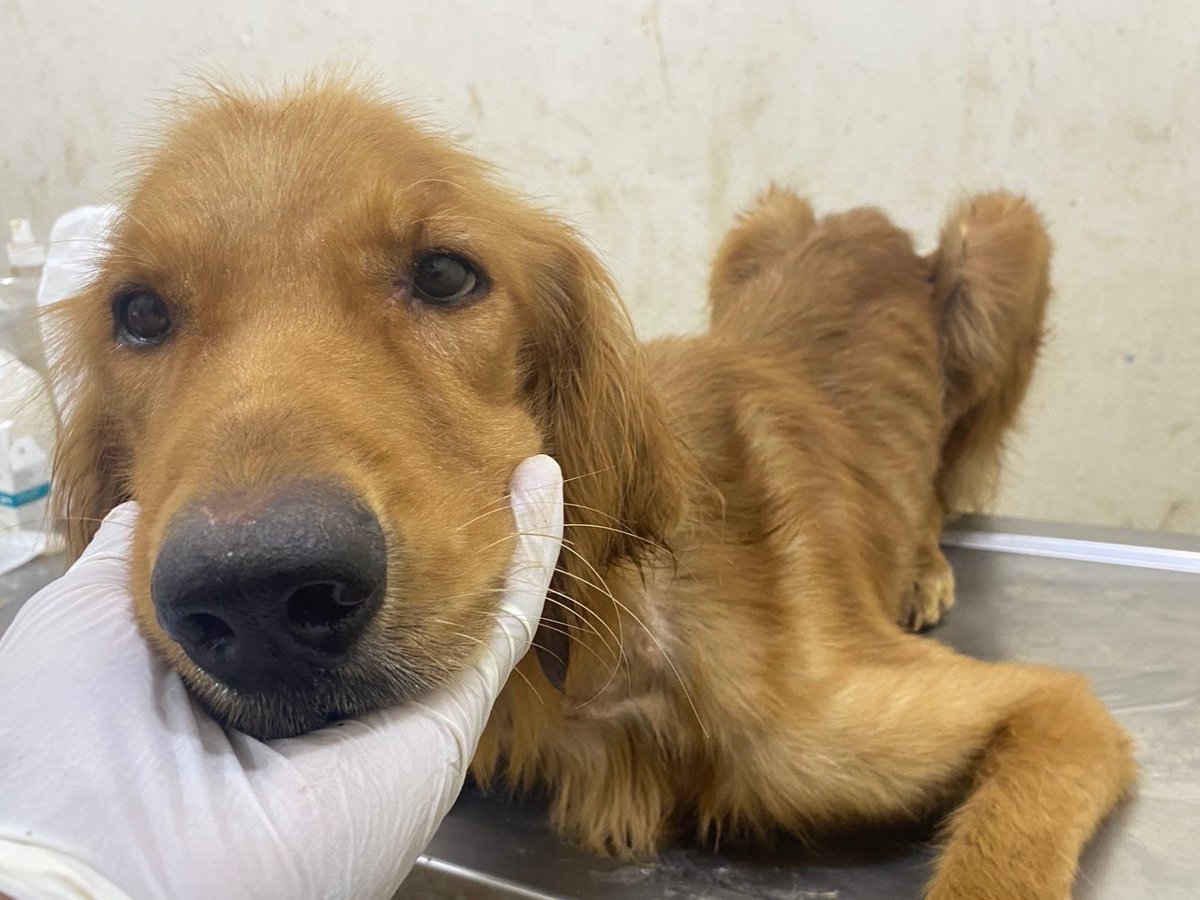 SPCA International tweet media