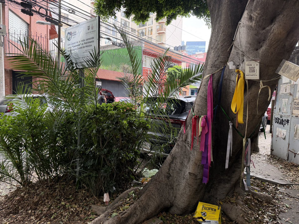 belgope's tweet photo. Así de descuidada y sucia luce la esquina de Laureano, el árbol que muy “orgullosamente” declaró la CDMX como patrimonio. @BJAlcaldia no mantiene ni limpia las calles. https://t.co/yi4zVLP3PL