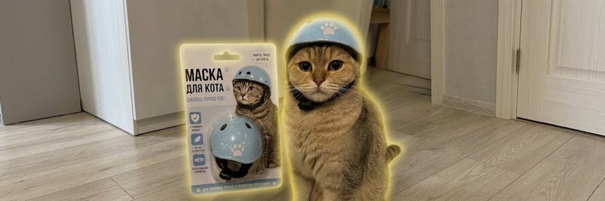 Cat in Helmet tweet media