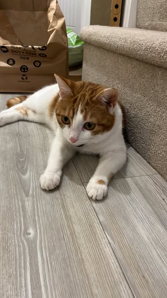 The_Animal_Team's tweet photo. SID is a small Ginger/White #cat with a small ginger patch on his front left hand paw. He is #missing from the #Alfold #GU6 area, #Surrey since the 17/4/26. He was wearing a dark teal collar with a yellow bell & a crumb tag. He is chipped & very timid. Any info. please email: lostandfound@guildford.cats.org.uk. https://t.co/ICMWIS92Lo #MissingCat #LostCat #CatsOfTwitter