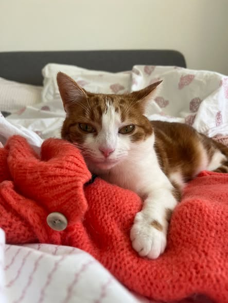 The_Animal_Team's tweet photo. SID is a small Ginger/White #cat with a small ginger patch on his front left hand paw. He is #missing from the #Alfold #GU6 area, #Surrey since the 17/4/26. He was wearing a dark teal collar with a yellow bell & a crumb tag. He is chipped & very timid. Any info. please email: lostandfound@guildford.cats.org.uk. https://t.co/ICMWIS92Lo #MissingCat #LostCat #CatsOfTwitter
