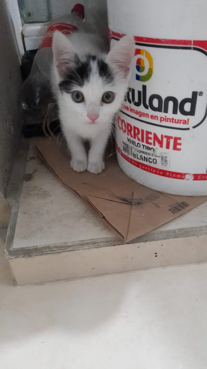 🐈⬛ tweet media