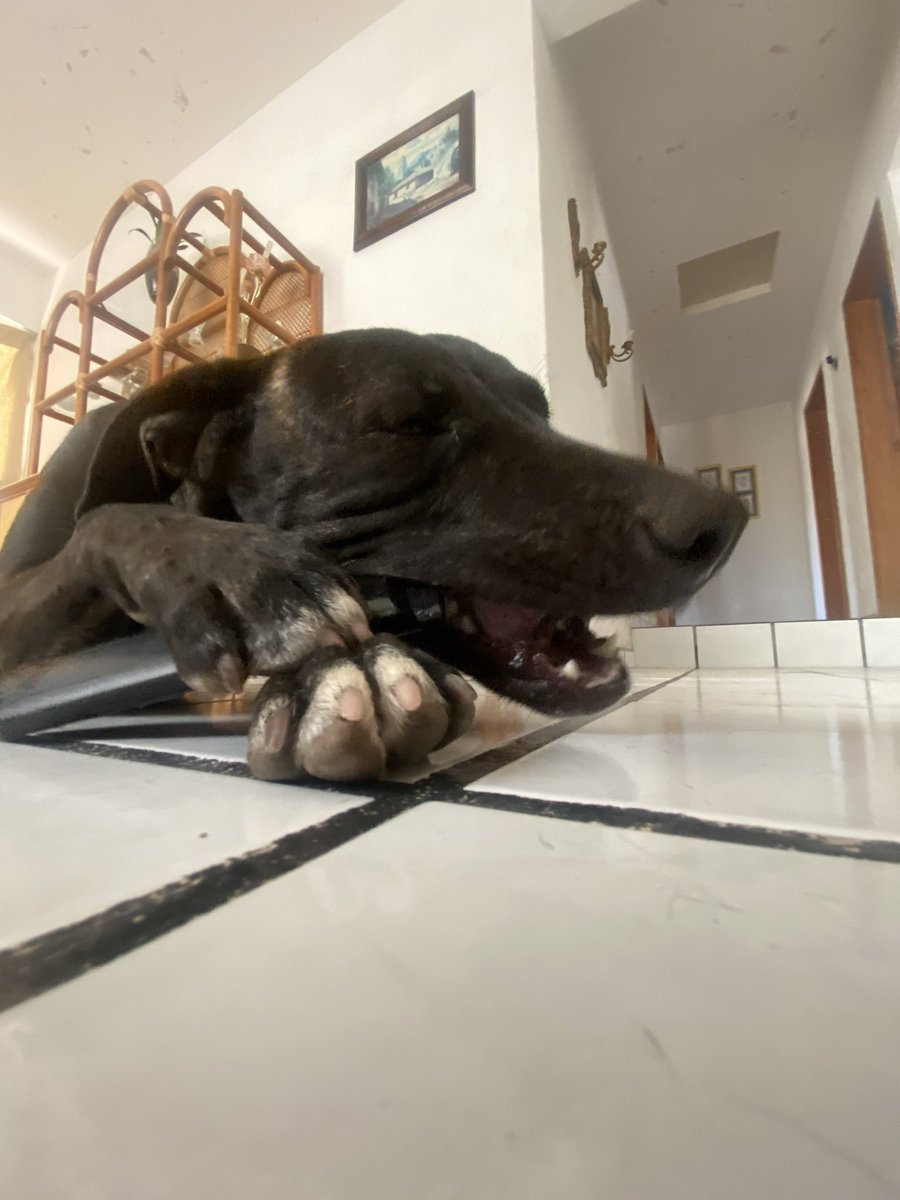 JhosaCalixt's tweet photo. Yo sabía que mi mascota se iba a un restaurante y allá se quedaba, pero hoy que la vi me dieron celos.
Adjunto imagen del sujeto
#perro #dog #pet https://t.co/CsQZdGX8Vm