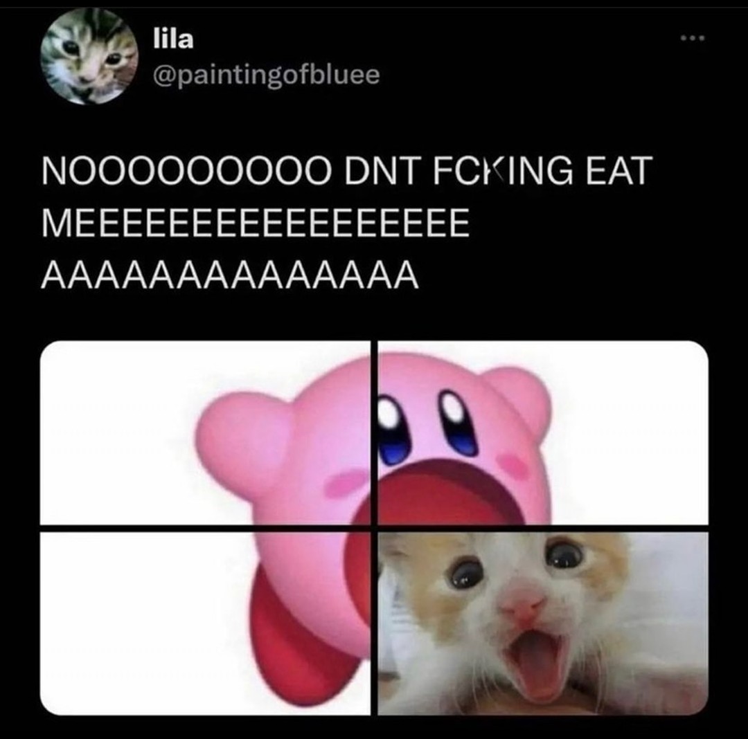 Punch Cat tweet media