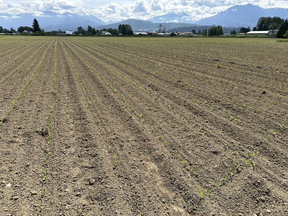 CanadianCowMan's tweet photo. We’ve got corn rows!! https://t.co/HRT2GBNkcu