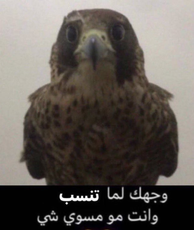 Peaks Saeed | سعيد tweet media