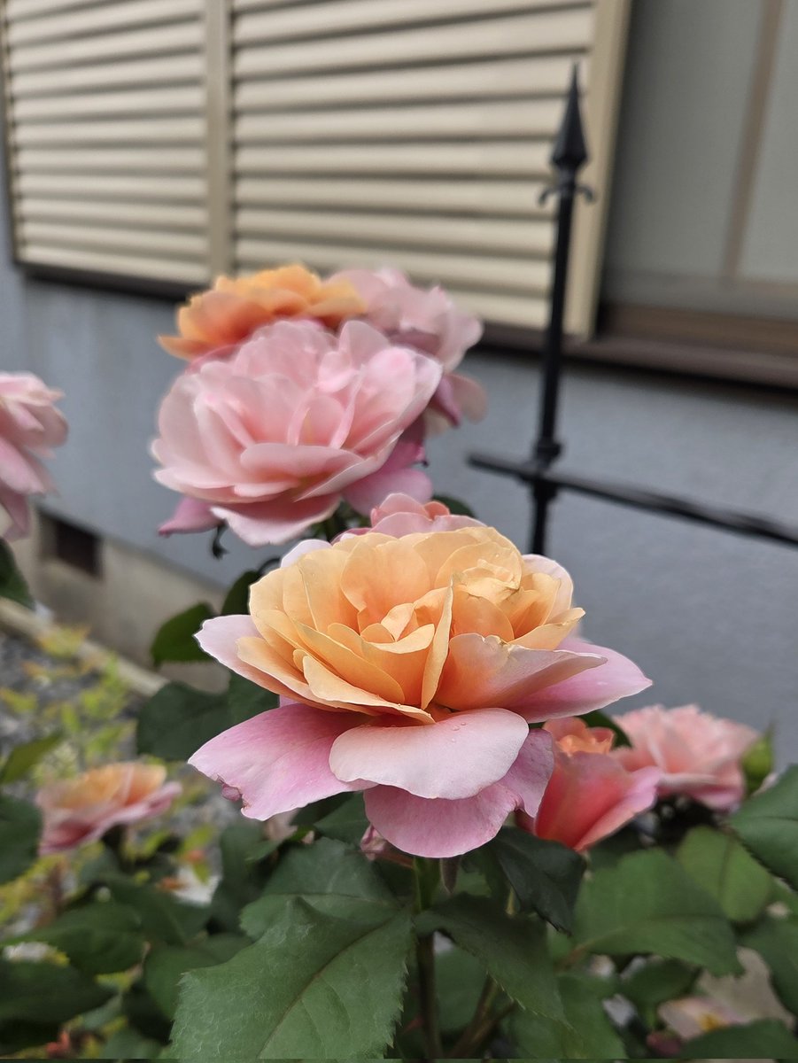 344koba's tweet photo. おはようございます! +4968
Good morning my friends
Have 'a great Sunday :-)
『#ディスタントドラムス』#DistantDrums
今日も薔薇をお届け♪ (2026.5.23撮影)
渋いオレンジ色と紫ピンク色の複色🎶
「遠くから響く太鼓の音」の意味
USA Griffith J.Buck 1984年作出
#大野町バラ公園 https://t.co/UUbdeffouM