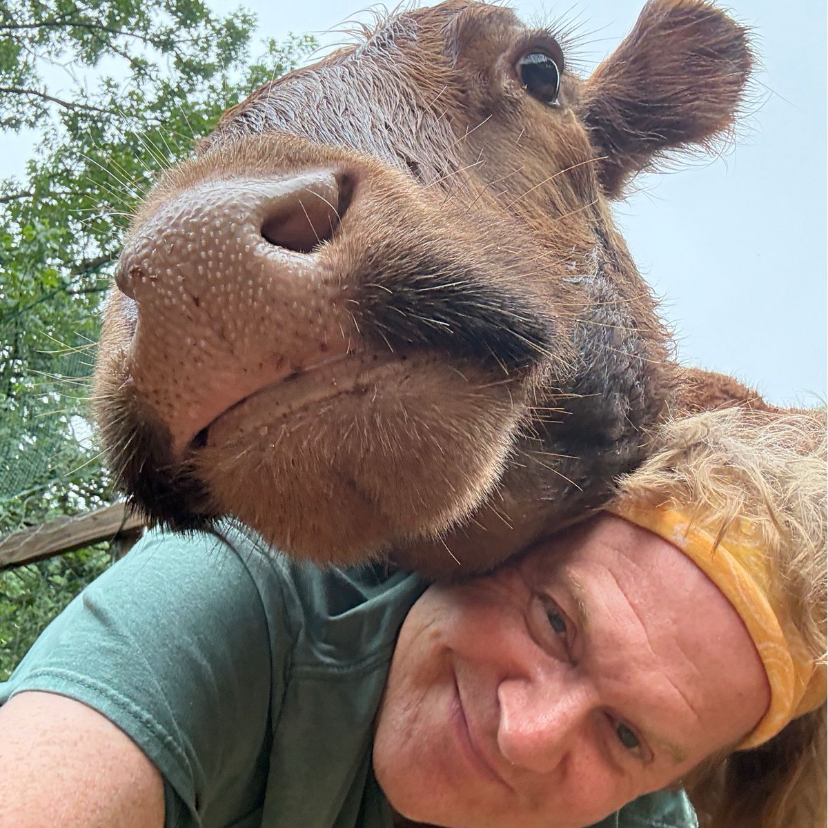 Life with Pigs tweet media