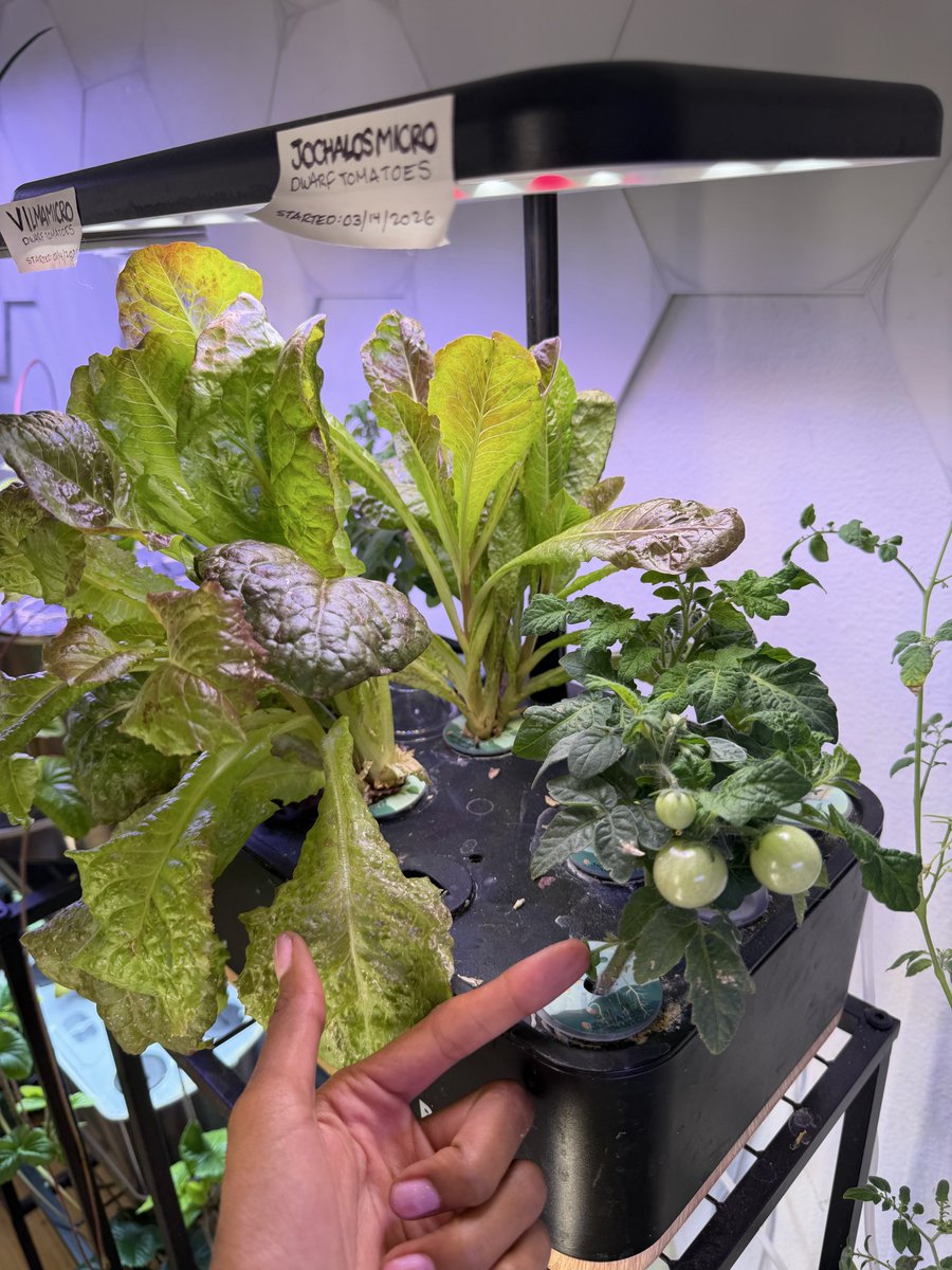 kyliegrows's tweet photo. this is a dwarf cherry tomato plant. the name is jochalos. i purchased these seeds from an etsy shop: jthomesteadseeds 🍅 

#hydroponics #hydroponic #indoorgarden #microtomatoes https://t.co/d08AW0TsnN