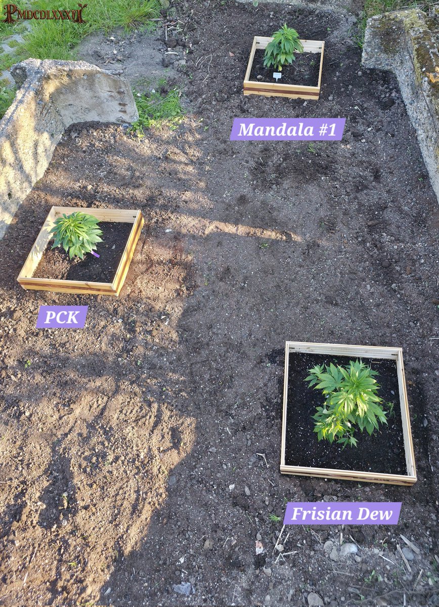 PMD486's tweet photo. Happy #Weedend 🌞
The three have now been planted outside. It remains to be seen whether Mandala #1 will staying. I haven't been able to determine its exact sex yet, pre-flowering stage isn't fully developed. They've gotten a bit of sunburn, PCK has handled it best so far.
The wooden squares were assembled by hand and covered with a strip of copper tape. I'll see if that's enough to keep the snails away. It's the first test this year.
#PMDsGrow #PCK #Mandala1 #FrisianDew #MandalaSeeds