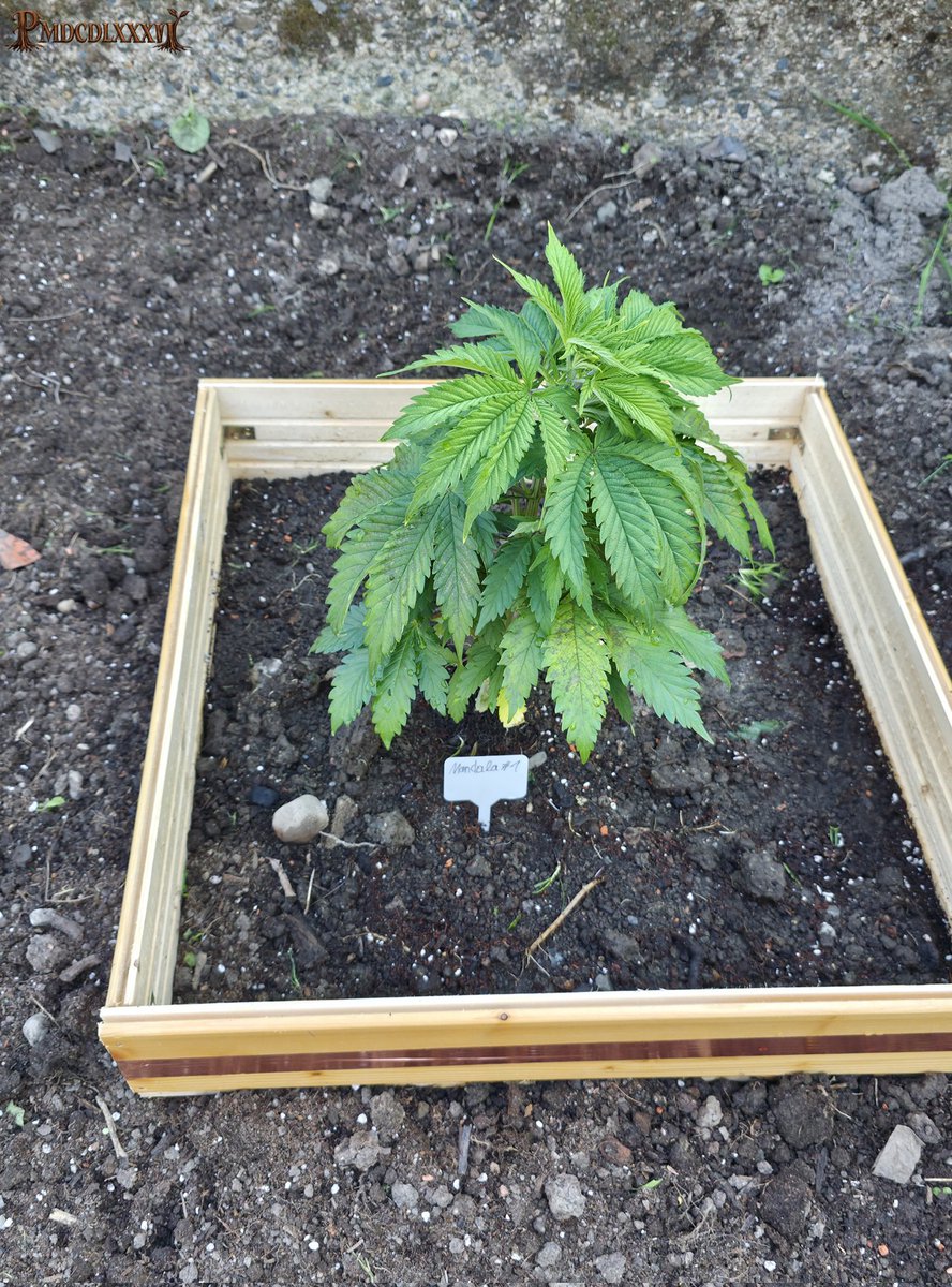 PMD486's tweet photo. Happy #Weedend 🌞
The three have now been planted outside. It remains to be seen whether Mandala #1 will staying. I haven't been able to determine its exact sex yet, pre-flowering stage isn't fully developed. They've gotten a bit of sunburn, PCK has handled it best so far.
The wooden squares were assembled by hand and covered with a strip of copper tape. I'll see if that's enough to keep the snails away. It's the first test this year.
#PMDsGrow #PCK #Mandala1 #FrisianDew #MandalaSeeds