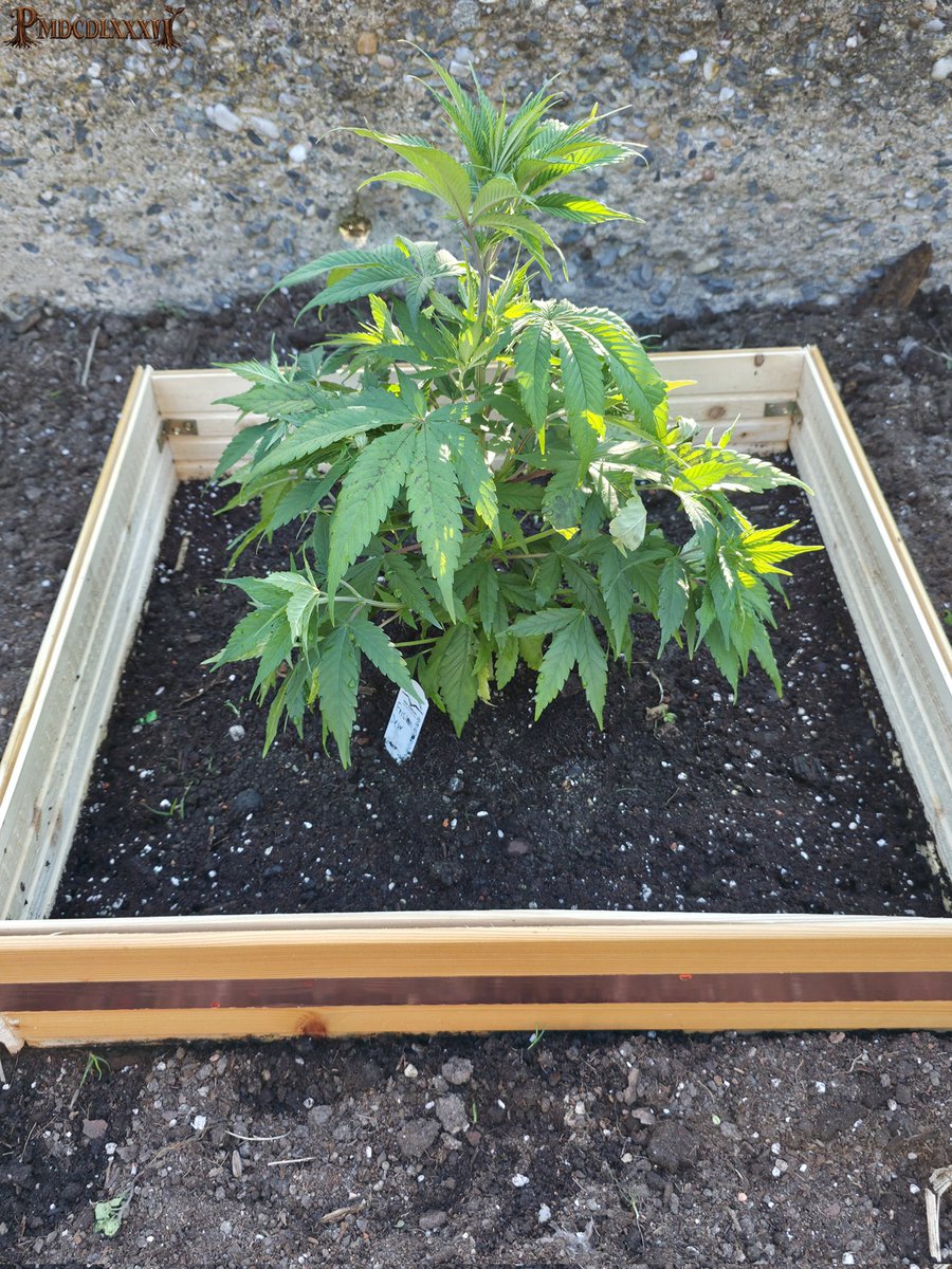 PMD486's tweet photo. Happy #Weedend 🌞
The three have now been planted outside. It remains to be seen whether Mandala #1 will staying. I haven't been able to determine its exact sex yet, pre-flowering stage isn't fully developed. They've gotten a bit of sunburn, PCK has handled it best so far.
The wooden squares were assembled by hand and covered with a strip of copper tape. I'll see if that's enough to keep the snails away. It's the first test this year.
#PMDsGrow #PCK #Mandala1 #FrisianDew #MandalaSeeds