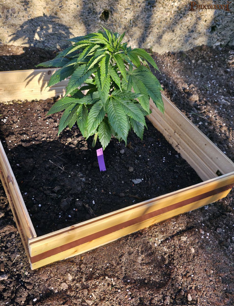 PMD486's tweet photo. Happy #Weedend 🌞
The three have now been planted outside. It remains to be seen whether Mandala #1 will staying. I haven't been able to determine its exact sex yet, pre-flowering stage isn't fully developed. They've gotten a bit of sunburn, PCK has handled it best so far.
The wooden squares were assembled by hand and covered with a strip of copper tape. I'll see if that's enough to keep the snails away. It's the first test this year.
#PMDsGrow #PCK #Mandala1 #FrisianDew #MandalaSeeds