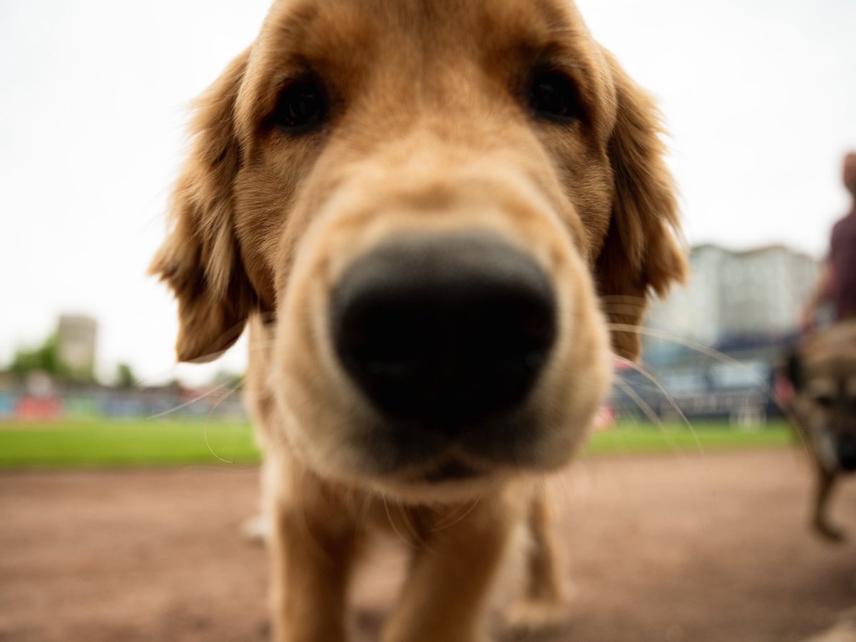 Worcester Red Sox tweet media