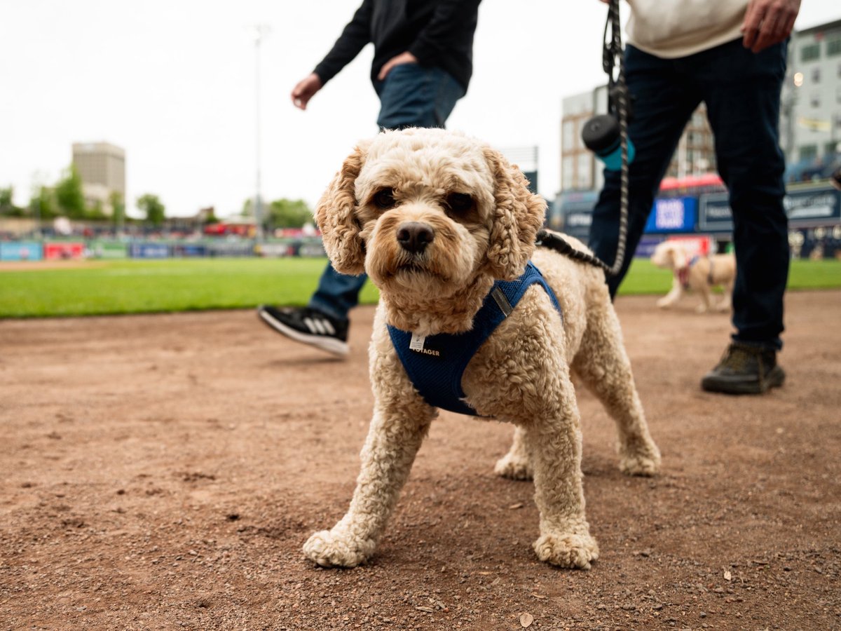 Worcester Red Sox tweet media